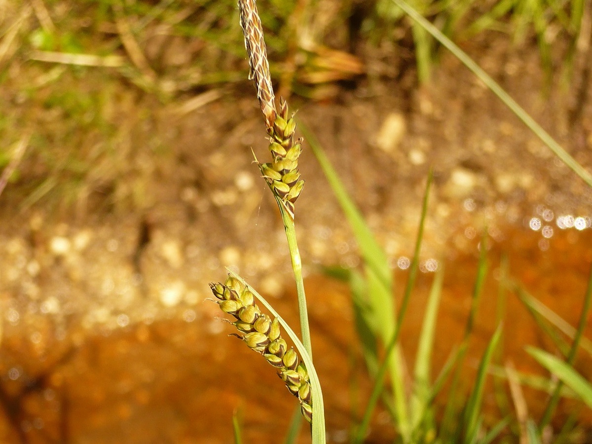 Carex panicea (Cyperaceae)